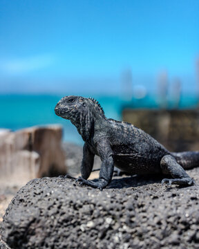 Baby iguana I&rsquo;m town on Galapagos