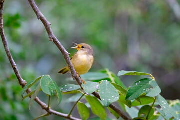 The morning call of galapagos finches