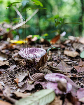 Philippines poisonous mushroom in forest floor