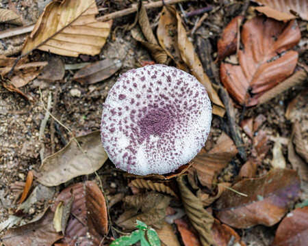 Purple sprinkled top on Philippines mushroom