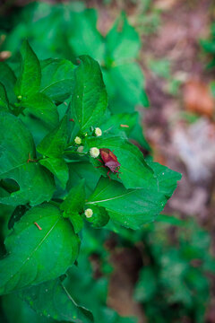 Large purple insect on green leaf