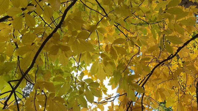Autumn yellow golden foliage of carya ovata hickory tree.