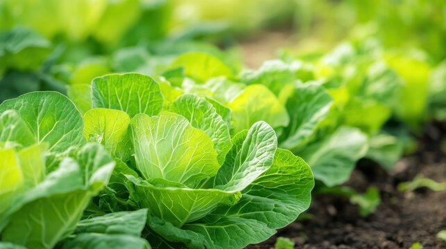 Vibrant Cabbage Patch: Close-up shot of crisp, verdant cabbages flourishing in a garden, capturing the essence of freshness and natural growth.