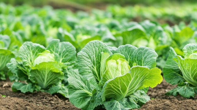 Cabbage Patch: A vibrant field of cabbage plants flourishes, showcasing nature's bounty and the essence of fresh, organic produce.