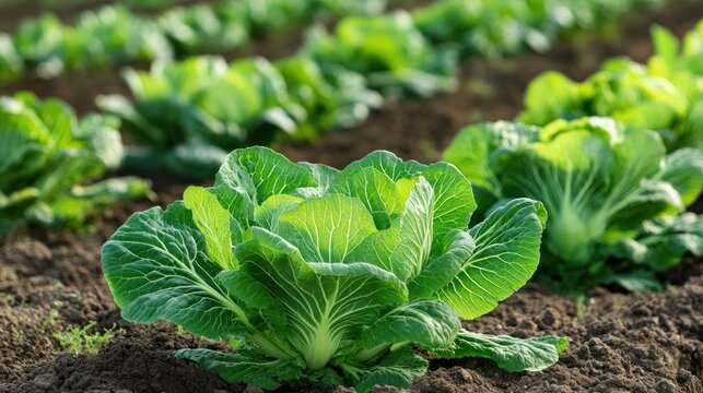 Fresh Cabbage Patch: Rows of vibrant green cabbages flourish in a sun-drenched field. It is a portrait of agricultural abundance and the simple beauty of nature's bounty.