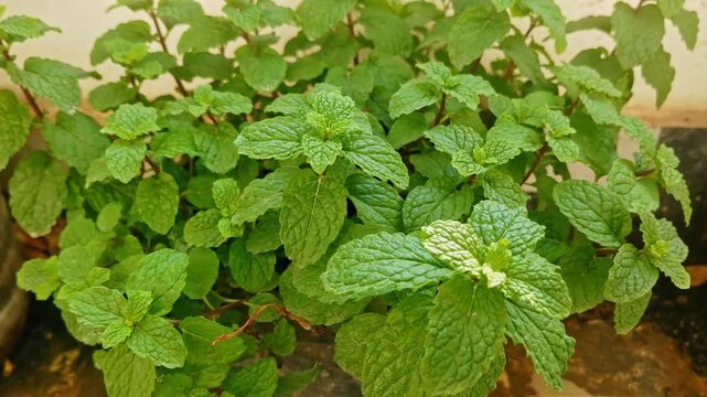 Close up view of mint leaves in Potted plant at day time, stable shot, handheld shot, 4k.