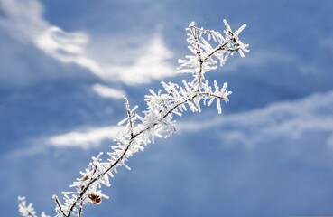 Obraz premium Frost Covered Branch Against Blue Sky