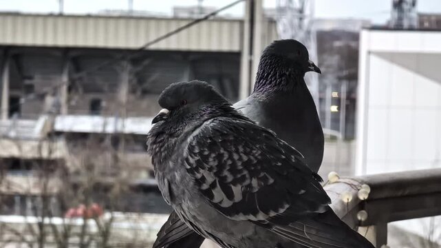 Two pigeons perched on a balcony in Riga, Latvia, overcast weather