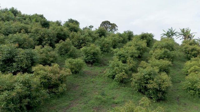 A panoramic shot of a hillside filled with lush green avocado trees under a cloudy sky in Popay&aacute;n.