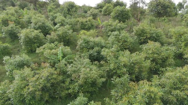 Lush avocado trees spread across a hillside in Popay&aacute;n, showcasing vibrant greenery under a cloudy sky.