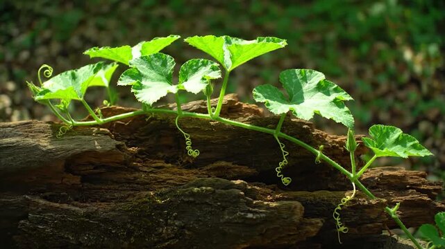 Vibrant green vine with large leaves and tendrils growing on a decaying log