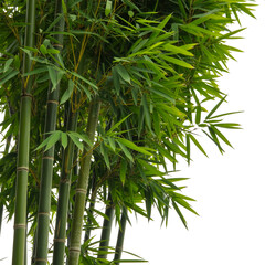 Obraz premium Lush green bamboo stalks standing tall and vibrant isolated on transparent background