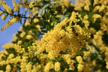 青空と満開のミモザアカシア