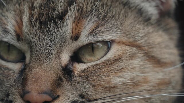 Extreme close-up of a tabby cat's striking hazel eyes and textured fur