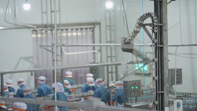 Canned food manufacturing industry, workers operating alongside automated conveyor machinery in a processed food production line