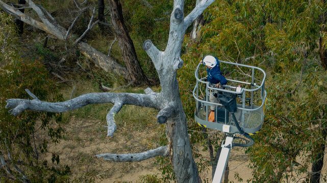 tree surgeon examining felled branches from scissorlift