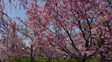 Fototapeta premium Weeping Cherry Trees in Full Bloom 満開のしだれ桜と青空 春の晴天の風景