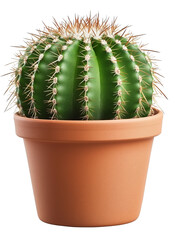Round Green Cactus in Terracotta Pot Isolated on Black Background