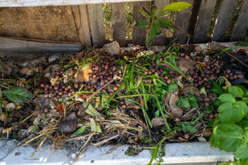Compost bed made from an old bathtub filled with growing crops