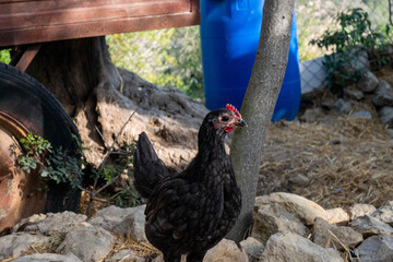 Chicken in the off grid homestead © sashapritchard