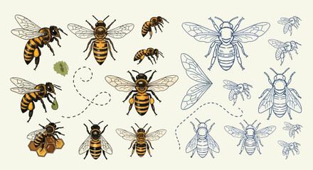 A collection of realistic and illustrative depictions of bees, showcasing their anatomy and flight patterns. © renender