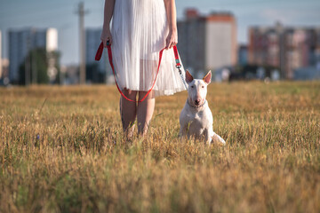 Young woman in white dress stands in a field holding a red leash attached to a white bull terrier, with urban buildings visible in the background © shymar27
