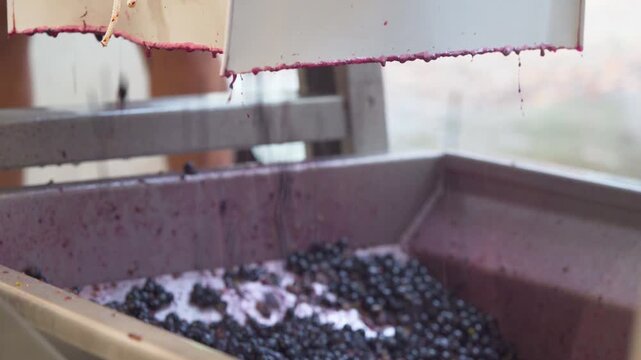 Red Grape Juice Dripping From Press Into Collection Tank During Harvest Season, Traditional Winemaking Process and Fermentation Preparation, Close Up Industrial Shot
