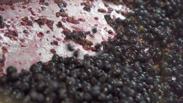 Crushed Red Grapes and Fresh Must Flowing During Pressing Process for Ros&eacute; and Red Wine Production, Fermentation Preparation and Texture Detail, Macro Close Up Shot
