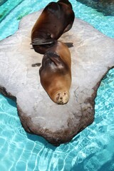 あざらし  © 秀明 上戸