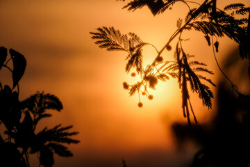 Obraz premium The beautiful silhouette of plants in the golden sunset