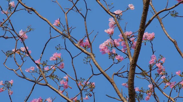 Vibrant pink tabebuia rosea trumpet flowers blooming on bare tree branches against brilliant clear blue sky background