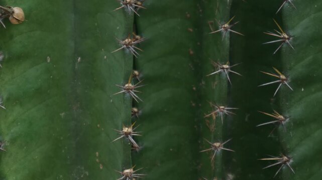 Sharp pointed golden spines thorns on green cactus stem surface creating natural protection defense pattern closeup