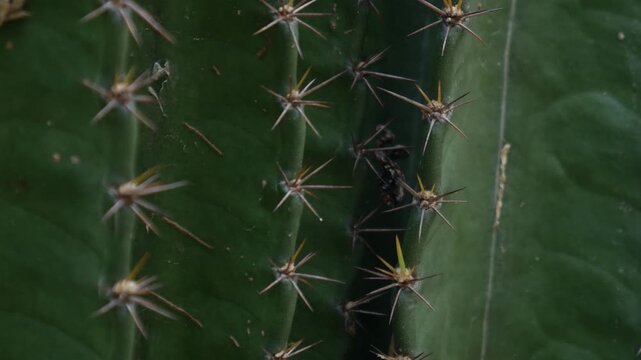 Sharp pointed golden spines thorns on green cactus stem surface creating natural protection defense pattern closeup