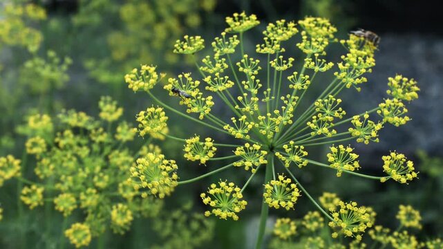 Yellow dill flowers in the garden macro shot. 4k video