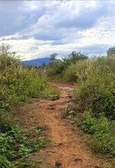 Obraz premium Rural Dirt Path through Lush Greenery and Tall Grass with Distant Hills
