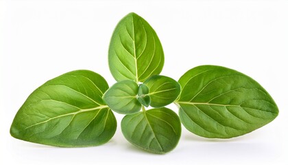 Fresh Oregano Herb Branch Isolated On White Background