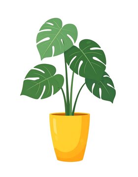A potted plant with large green leaves (2)