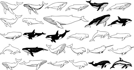 Diverse Collection of Hand-Drawn Whales and Dolphins in Various Poses © pixsource
