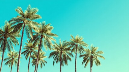 Fototapeta premium Vibrant Palm Trees Against Azure Sky: A Tropical Paradise Scene for Summer Getaways