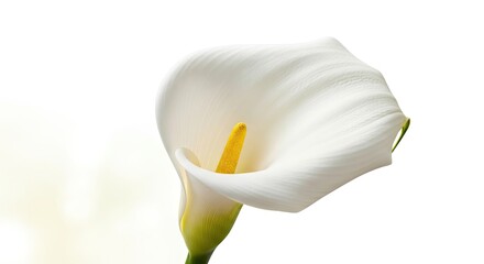 Graceful calla lily curving elegantly in a sculptural space minimalist art style