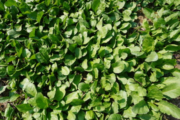 Obraz premium Tender Young Spinach Seedlings Emerging from Soil