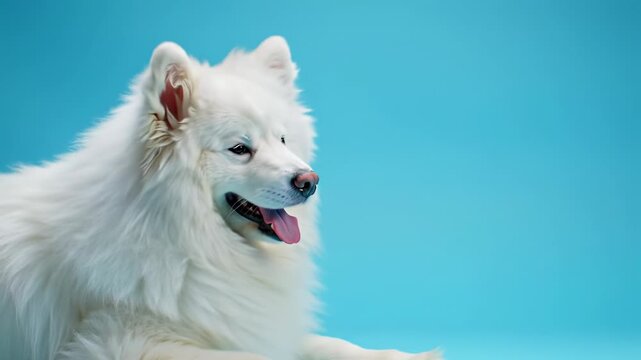 Pristine white samoyed dog with fluffy head, closed eyes, and pink tongue, resting peacefully against a seamless light blue studio background with soft bokeh and copy space. Concept of serene
