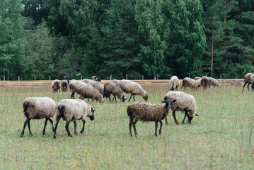 Naklejka premium black and grey flock of sheep on green meadow on farm in summer, ear tags