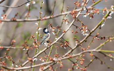 Great Tit feeding on cherry blossom buds on a tree branch in spring.