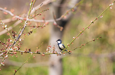Great Tit feeding on cherry blossom buds on a tree branch in spring.