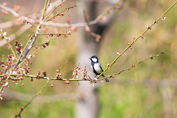 Great Tit feeding on cherry blossom buds on a tree branch in spring.