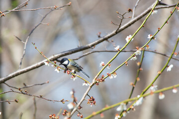 Great Tit feeding on cherry blossom buds on a tree branch in spring.
