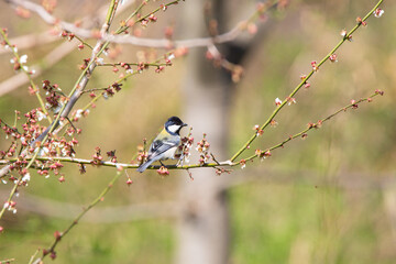 Great Tit feeding on cherry blossom buds on a tree branch in spring.