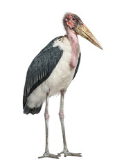 Marabou Stork Standing Isolated on White Background