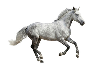 Obraz premium Galloping Grey Dappled Horse Isolated on White Background